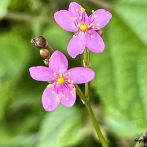 ハゼラン,3時草,可愛い,癒される,かわいい雑草の画像