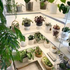 観葉植物,ボタニカルライフ,グリーンのある暮らし,インテリアグリーン,ナチュラルインテリアの画像