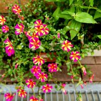 ポーチュラカ,ポーチュラカ,花のある暮らし♡,小さな庭の画像