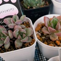ピンクベリー,センペルビウム,アエオニウム　ピンクウィッチ,アエオニウム　リバーストーン,多肉植物の画像