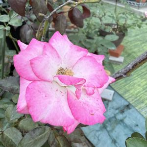 鉢植え,ピンクの花,花のある暮らし,ばら バラ 薔薇の画像