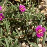 オリヅルラン,ヒメマツバボタン,今日のお花,草津市立水生植物公園みずの森,主人の実家の画像