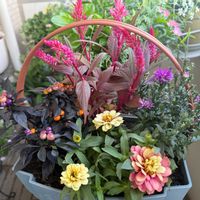 寄せ植え,花のある暮らし,お花のある暮らし,ベランダ園芸,花に癒されるの画像