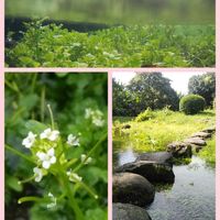 タネツケバナ,コラージュ仲間達,お出かけ先の画像