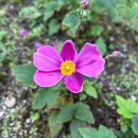 秋明菊,地植え,花壇,ガーデニング,庭の画像