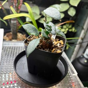 ホヤ•パテラ,ホヤ,珍奇植物,ビザールプランツ,バルコニストの画像