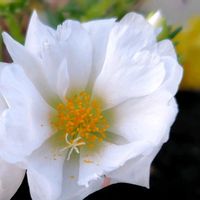 マツバボタン,マツバボタン(松葉牡丹),赤い花,白い花,黄色の花の画像