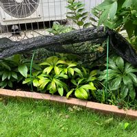 クリスマスローズ,花のある暮らし,週末ガーデナー,みどりのある暮らし,おうち園芸の画像