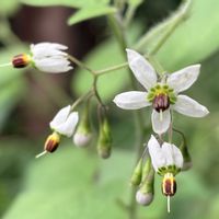 ヒヨドリジョウゴ,白い花,散歩の途中,ナス科,蔓性植物の画像