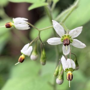 白い花,散歩の途中,ナス科,蔓性植物の画像