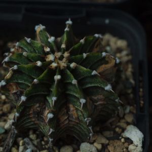 ハオルチア,多肉植物,観葉植物,塊根植物,サボテン科の画像