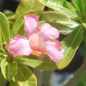 ハオルチア,多肉植物,観葉植物,塊根植物,サボテン科の画像