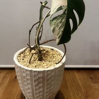 モンステラ,斑入りモンステラ,観葉植物,大阪,切り戻しの画像