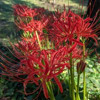 クレオメ, 彼岸花,曼珠沙華(彼岸花),お散歩の途中,季節のお花の画像