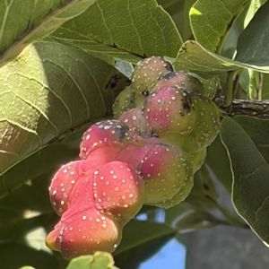 コブシ,コブシの実,辛夷(こぶし),こぶしの実,和菓子  スィーツの画像