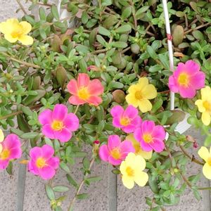 ポーチュラカ,花のある暮らし,北海道から,愛の花♡,つなぐ、つながるの画像
