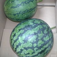 家庭菜園の画像