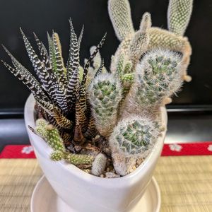 サボテン,サンスベリア,サンスベリア ボンセレンシス,多肉植物,癒しの画像