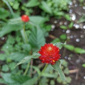 センニチコウ,ヤブラン,ヤブラン,千日紅（せんにちこう）,千日紅（せんにちこう）の画像
