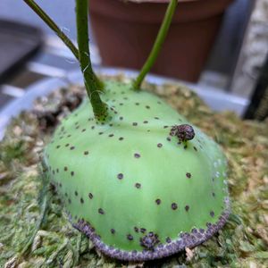レカノプテリス,珍奇植物,植中毒,バルコニスト,レカノプテリス属の画像