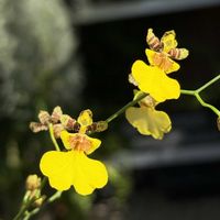 オンシジウム,オンシジウム,わんこ顔,アルテミアセット,洋ランの画像