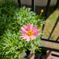 マーガレットシンプリーコーラル,鉢植え,明るい日陰,プランター,ガーデニング初心者の画像