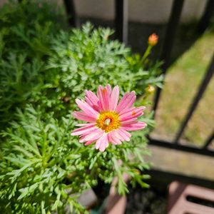 マーガレットシンプリーコーラル,鉢植え,明るい日陰,プランター,ガーデニング初心者の画像