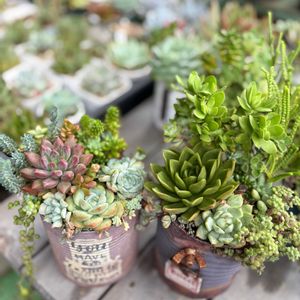 多肉植物,多肉寄せ植え,かわいいな♡,GS日和,庭の画像