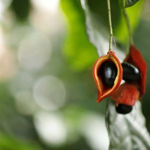 ピンポンの木,ピンポンの木の実,温室,花の文化園,お出かけ先の画像