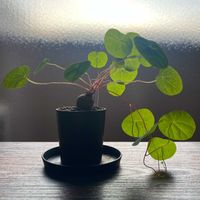 観葉植物,ハートの葉っぱ♡,ステファニア属,ステファニア セファランサ ハヤタの画像