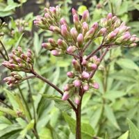 フジバカマ,可憐な花,ピンクワールドへ ようこそ,金曜日の蕾たち,明日はきっと良い日になるの画像