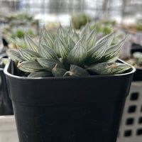 ハオルチア,ハオルチア　インディカ,多肉植物,軟葉系ハオルチア,おうち園芸の画像