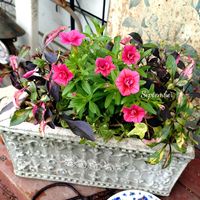 カリブラコア,八重咲きカリブラコア,寄せ植え,可愛い,庭の花の画像