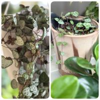 ハートカズラ,挿し芽,ピレアサンパウロ,ピレアサンパウロの花の画像