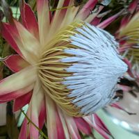 プロテア,キングプロテア,キングプロテア,観葉植物,緑のある暮らしの画像