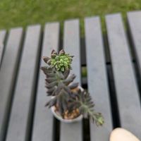 八重桔梗@,多肉植物の画像