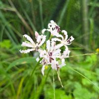 ネリネ,球根,球根植物,花のある暮らし,園芸男子の画像