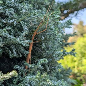 ボールバード,ボールバード,ナナフシ,昆虫,地植えの画像