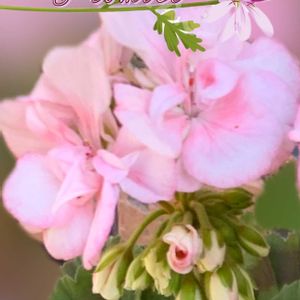 鉢植え,我が家の庭,ピンクの花,季節の花,北海道の画像