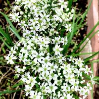 ハナニラ,アリウム,花のある暮らし,緑のある暮らし,iPhone撮影の画像