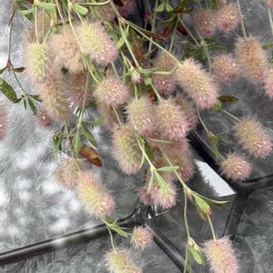 スワッグ,実家の庭にて,木曜モフモフの画像