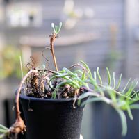 冬型ケープバルブ,オトンナ・レチンゲリ,多肉植物,塊根植物,コーデックスの画像