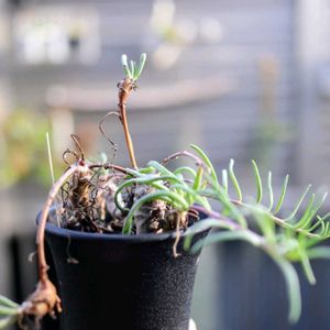 冬型ケープバルブ,オトンナ・レチンゲリ,多肉植物,塊根植物,コーデックスの画像