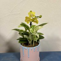 ポトスマーブルクイーン,ミディ胡蝶蘭,アグラオネマ　レモンビューティ,寄せ植え,観葉植物の画像