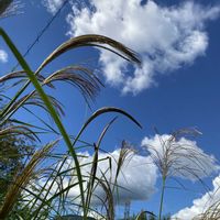 ススキ,ススキ,青空の下,お出かけ先の画像