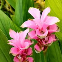 ウコン,ウコン,クルクマ,クルクマ,今日のお花の画像