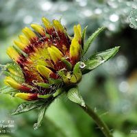 ガイラルディア ガリア,꒰ღ˘◡˘ற꒱かわゅ~,可愛らしい,植物のある暮らし,雨粒きらきら✨の画像