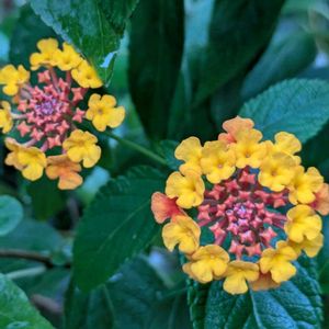 季節を楽しむ,可愛らしいお花,お花が楽しみ〜♡,大切なお花,ミッチの会の画像