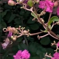 金曜日の蕾,多肉植物,ベランダ,お出かけ先の画像