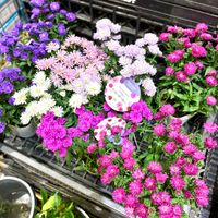 花のある暮らし,秋の気配,緑のある暮らし,お出かけ先にて,GSに感謝。の画像